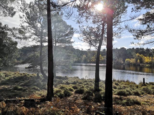 REDD+: How effective are carbon offsetting&nbsp;schemes?